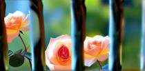 梦见玫瑰花是什么预兆