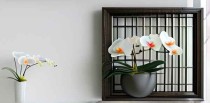 兰花是中国十大名花吗