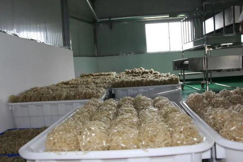 你不必嫌弃红薯粉，它不会上你的餐桌