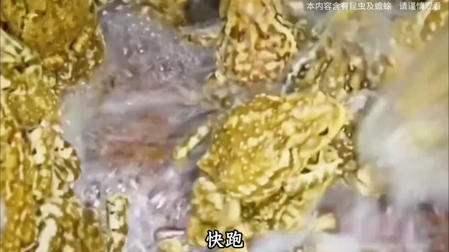 金线蟾蜍为什么被叫“老家保安”？从蟾酥到生态灭虫的动物百科