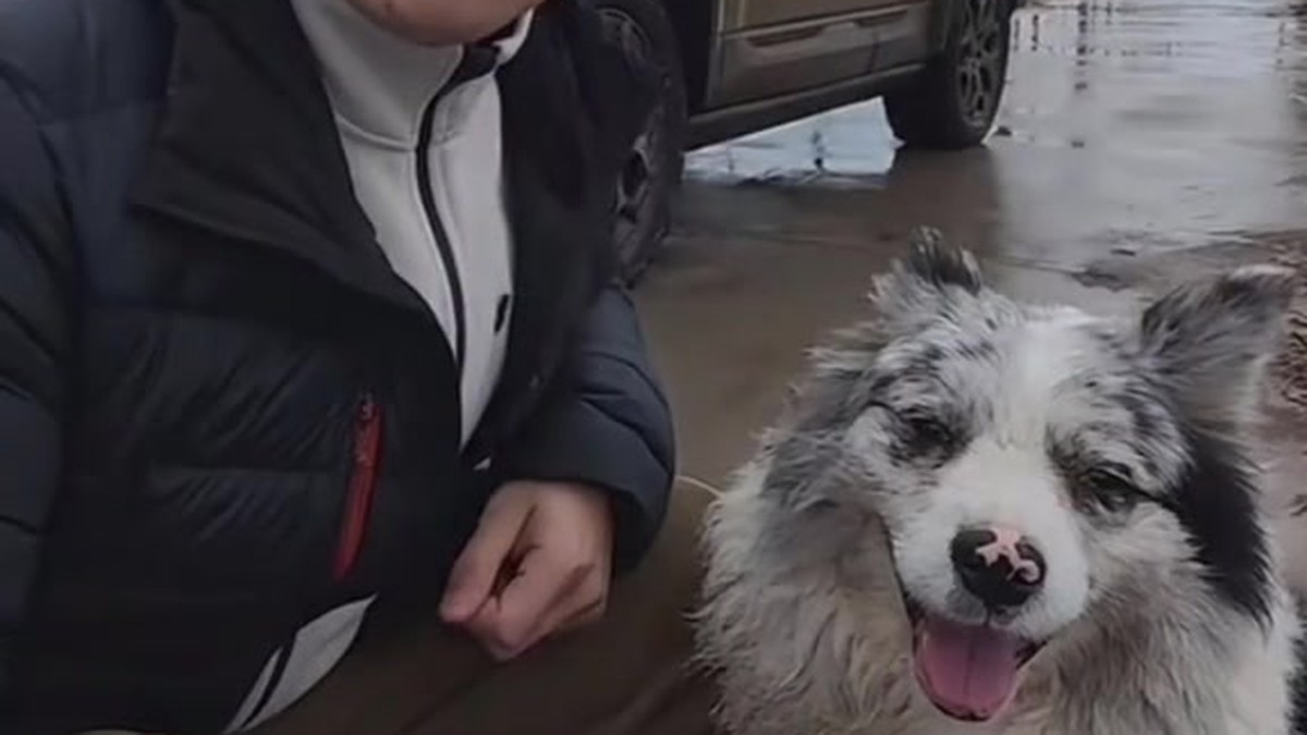 网红边牧犬锄头被盗走宰杀只卖了180元 法律如何看待宠物盗窃