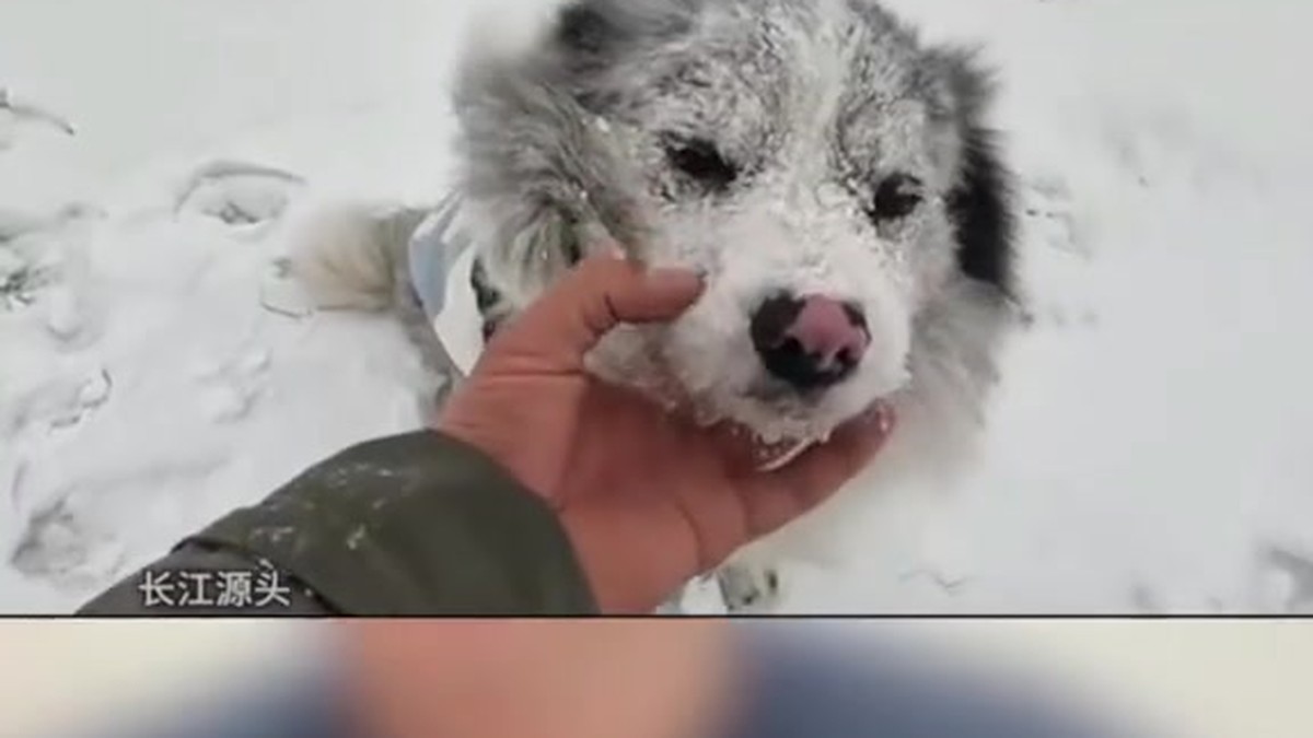 网红边牧犬锄头被盗走宰杀只卖了180元 法律如何看待宠物盗窃