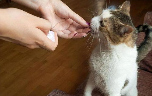 猫咪养熟后才会出现的五种行为，你家猫中了几个？