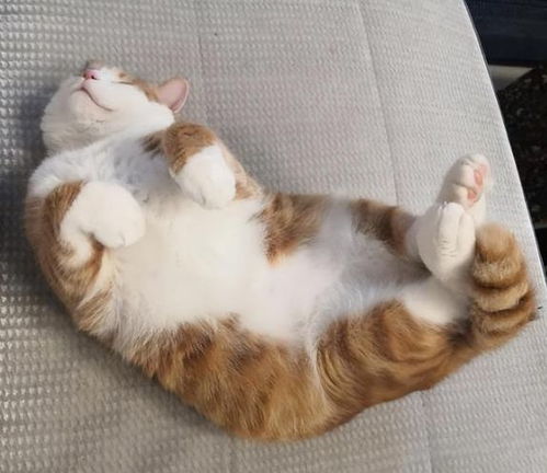 猫咪养熟后才会出现的五种行为，你家猫中了几个？