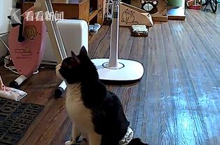 猫咪养熟后才会出现的五种行为，你家猫中了几个？
