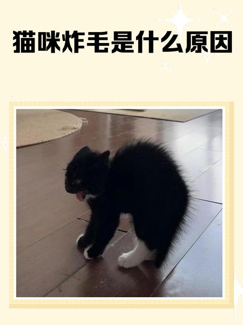 猫咪身上究竟有多少bug？教你几招科学养猫