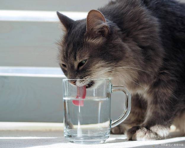 猫咪身上究竟有多少bug？教你几招科学养猫