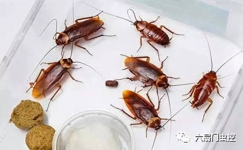 蚰蜒进耳朵是假的！它是你家24小时值班的灭虫专家
