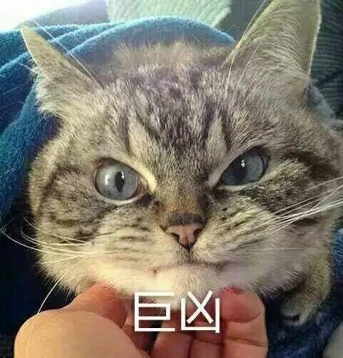 原来在猫咪眼里，你铲屎时它是这么想的！