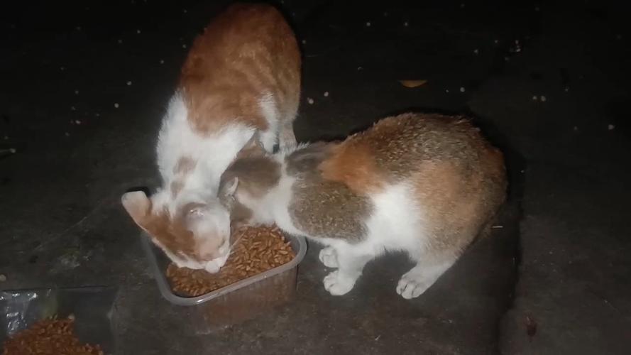猫咪深夜才吃猫粮？它不是不饿，是在跟你赌一口猫条！