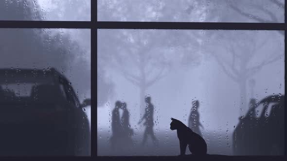 猫咪多久才会忘掉自己的主人？答案让人心疼