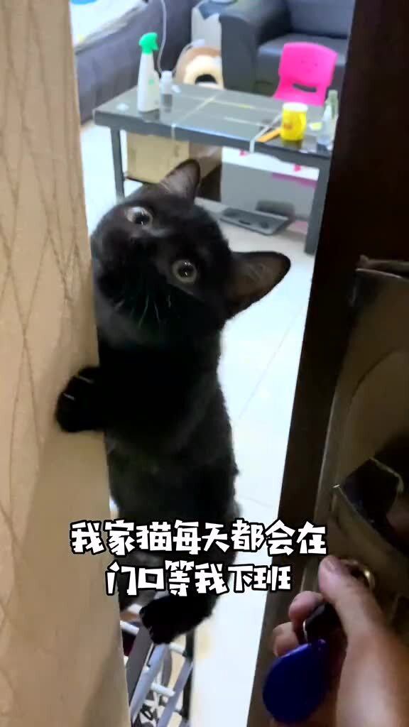 猫咪多久才会忘掉自己的主人？答案让人心疼