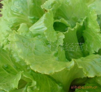 生菜不能生吃会感染寄生虫？别被营销号吓到了
