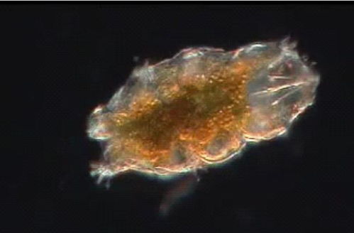 高温火焰，是所有碳基生物的噩梦