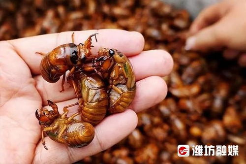 知了猴凭什么比龙虾还贵？山东河南人年年抢着吃的原因找到了