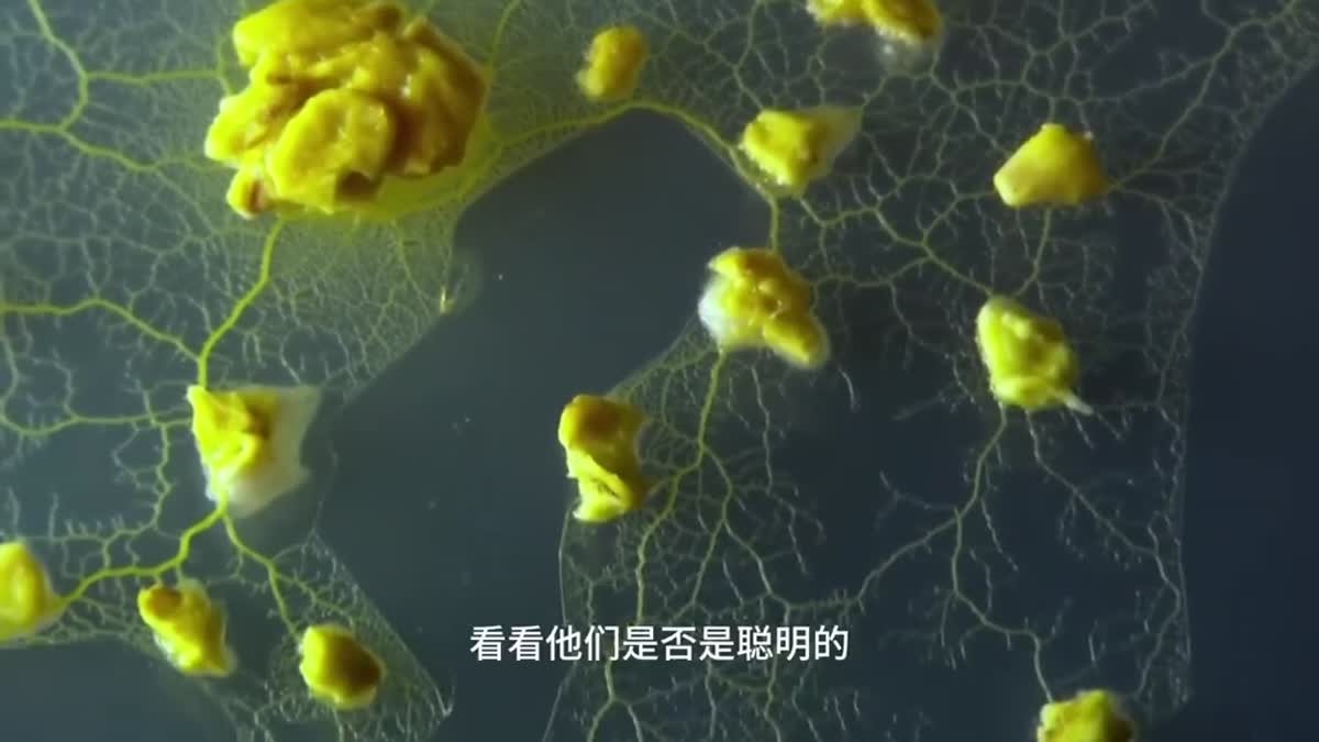 黏菌没有大脑，为什么还能走迷宫、搭出高效网络？