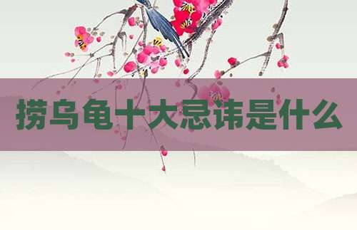 捞乌龟十大忌讳是什么