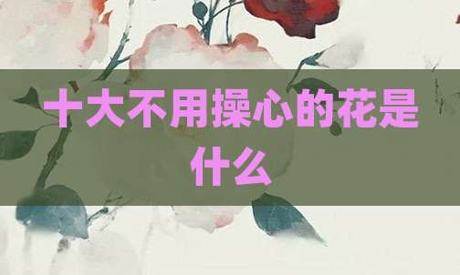 十大不用操心的花是什么