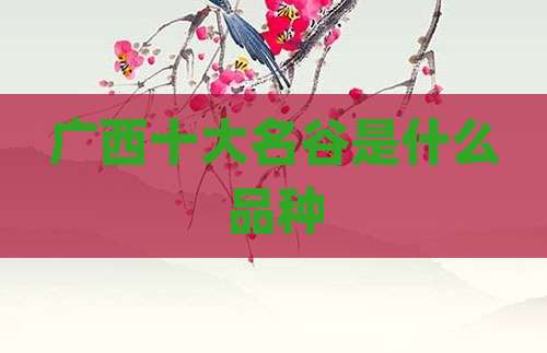 广西十大名谷是什么品种