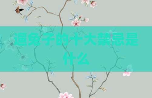 遛兔子的十大禁忌是什么