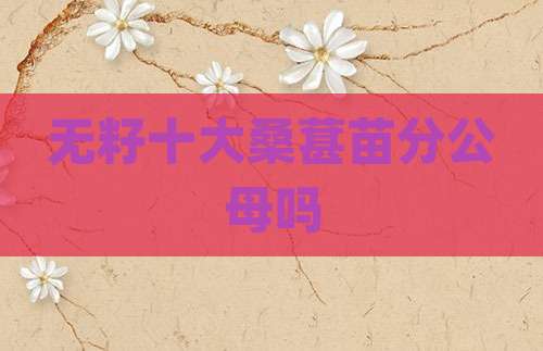 无籽十大桑葚苗分公母吗