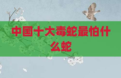 中国十大毒蛇最怕什么蛇