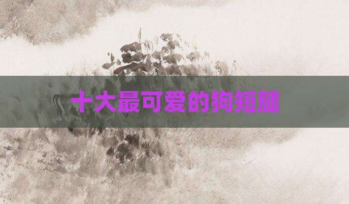 十大最可爱的狗短腿