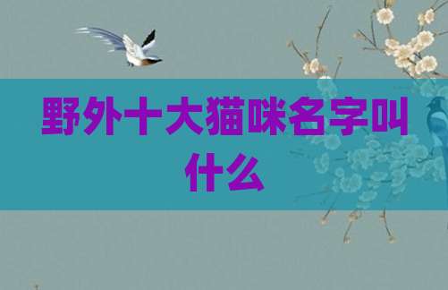 野外十大猫咪名字叫什么