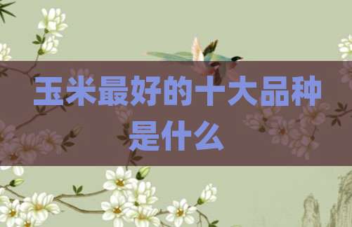 玉米最好的十大品种是什么
