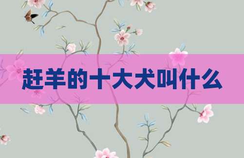 赶羊的十大犬叫什么