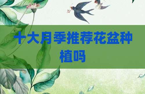 十大月季推荐花盆种植吗