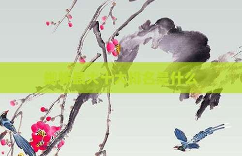 蜘蛛最大十大排名是什么