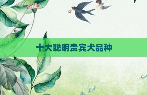 十大聪明贵宾犬品种