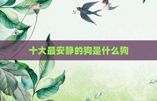 十大最安静的狗是什么狗
