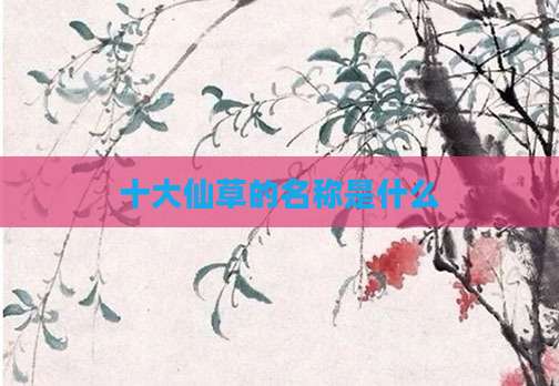 十大仙草的名称是什么