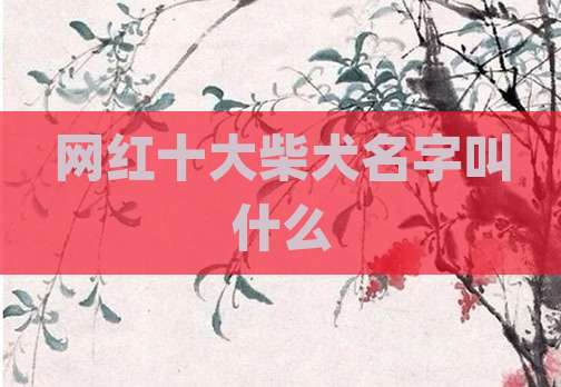 网红十大柴犬名字叫什么