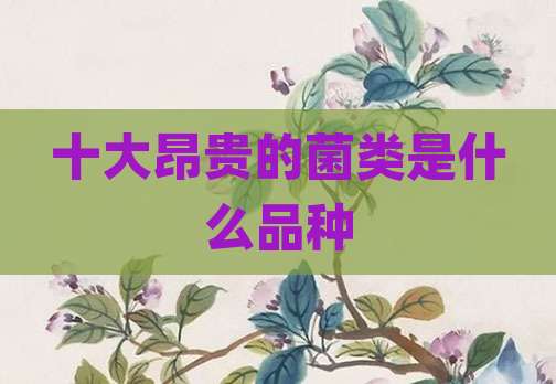 十大昂贵的菌类是什么品种